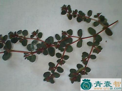 中药材麻禾雀图片