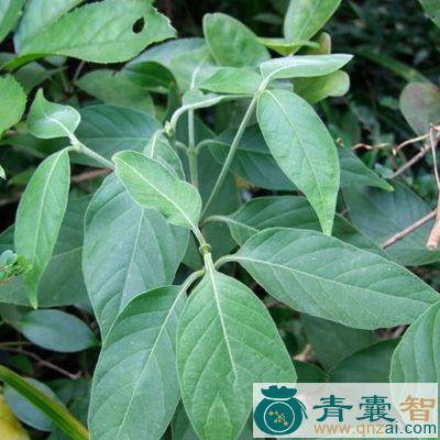中药材麻糖风图片