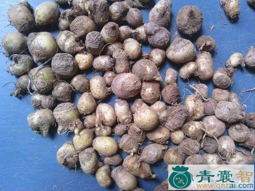 中药材麻芋子图片