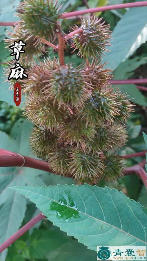 中药材麻草子图片