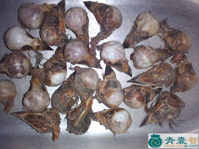 中药材麻雀脑图片