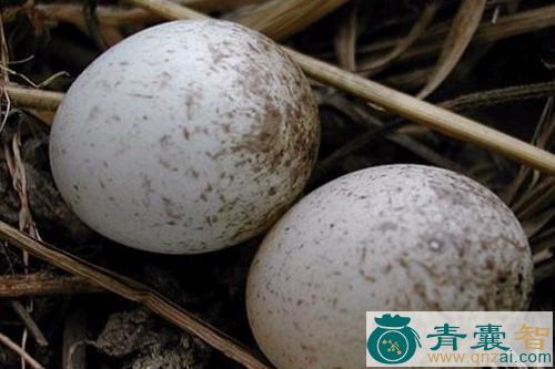 中药材麻雀蛋图片