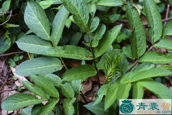 中药材麻骨风图片