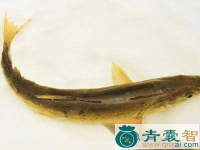 麻鱼骨的性味归经以及功效用法-青囊智