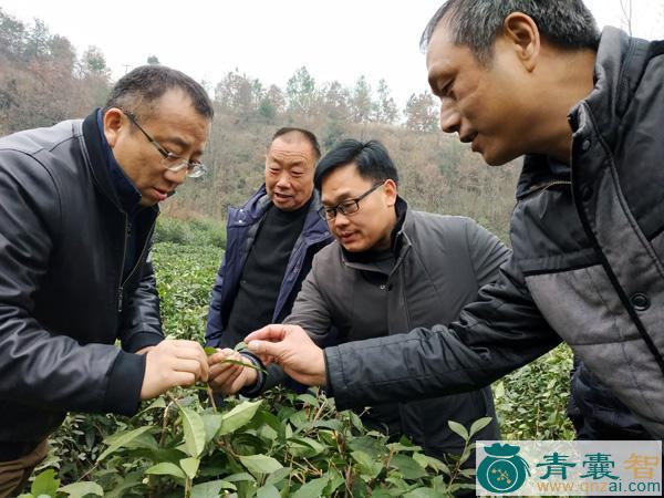 中药材黄丁课图片