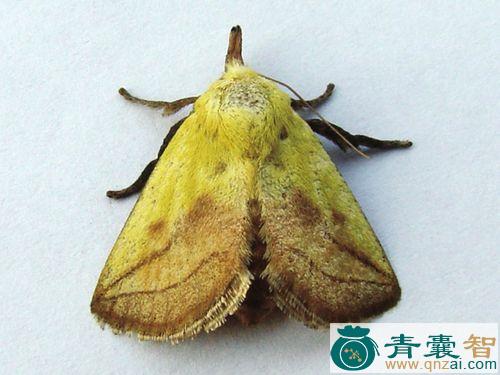 中药材黄刺蛾图片