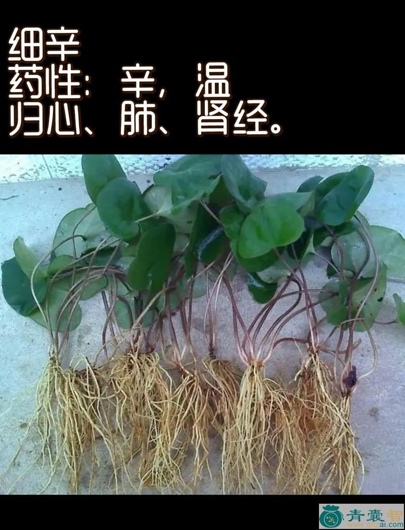 中药材黄参草图片