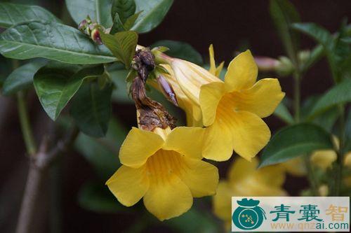 中药材黄喇叭花图片