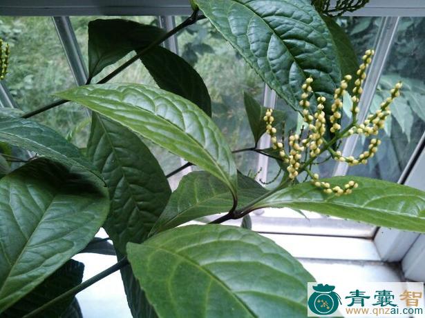 中药材黄壳鱼子兰图片