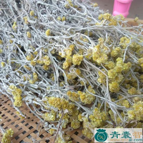 黄头翁的性味归经以及功效用法-青囊智