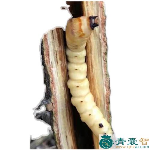 中药材黄寮刺虫图片