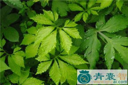 黄山五叶参的性味归经以及功效用法-青囊智
