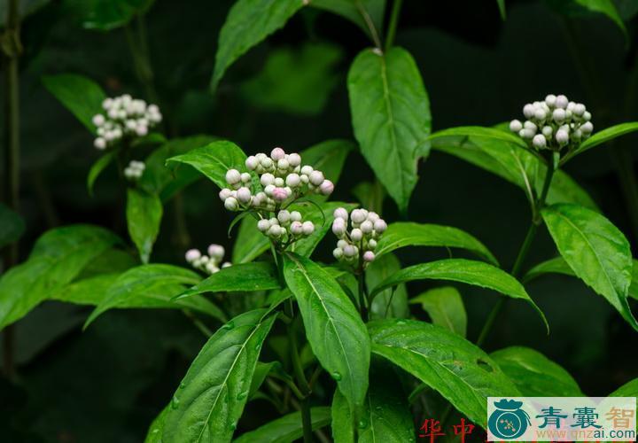 中药材黄常山图片
