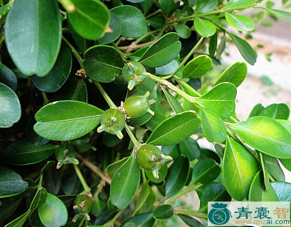 黄扬的性状性味归经以及功效用法和注意事项-青囊智