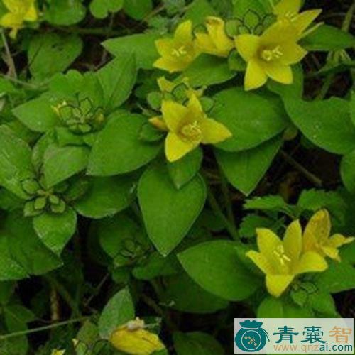 中药材黄接骨丹图片