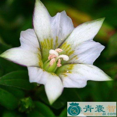 中药材黄斑龙胆图片