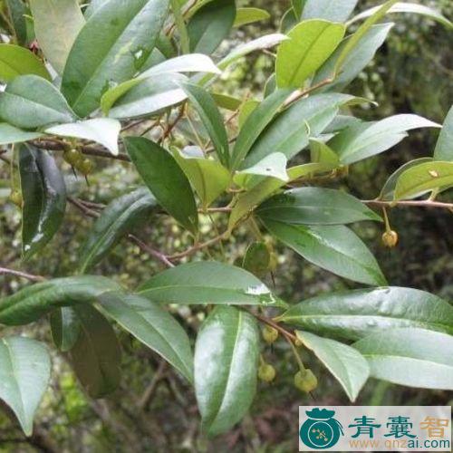 中药材黄板叉木图片