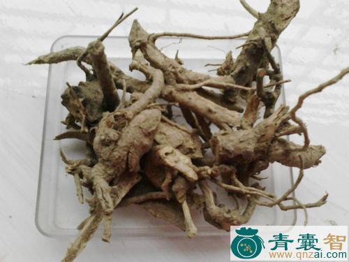 黄桷树根疙瘩-青囊智