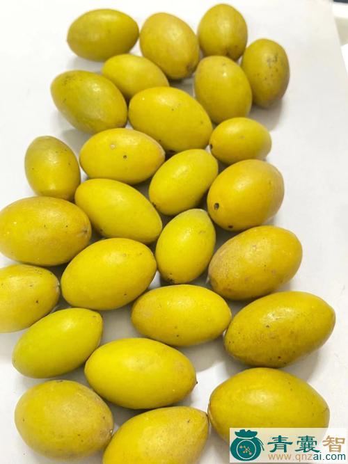 黄榄的性状性味归经以及功效用法和注意事项-青囊智