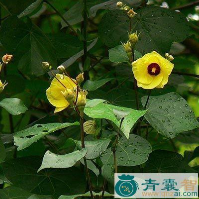 黄槿的性状性味归经以及功效用法-青囊智