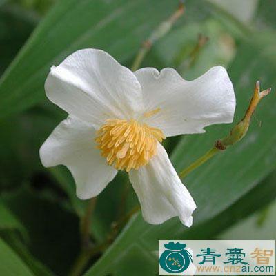 中药材黄水芋图片