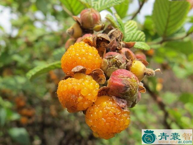 中药材黄浆果图片
