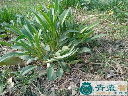 中药材黄牛衣图片