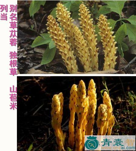 中药材黄牯牛花图片