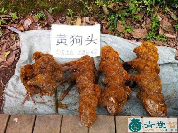 中药材黄狗头图片