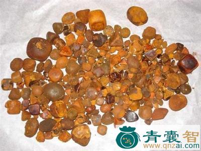 黄狸胆的性味归经以及功效用法-青囊智