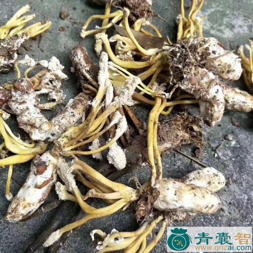 中药材黄猴图片