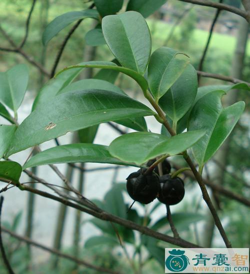 中药材黄瑞木图片
