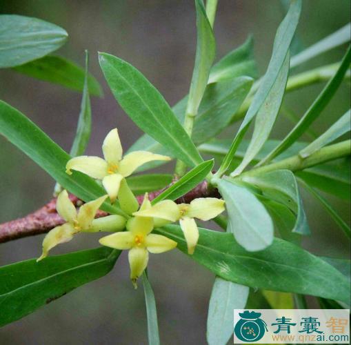 中药材黄瑞香图片