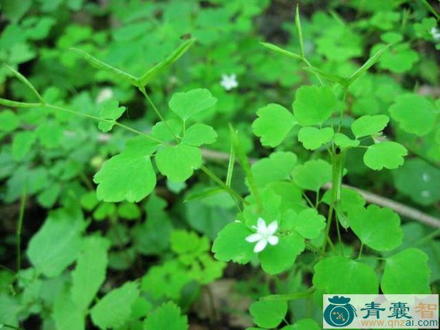 中药材黄瓜位草图片
