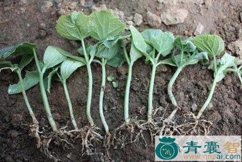 中药材黄瓜根图片