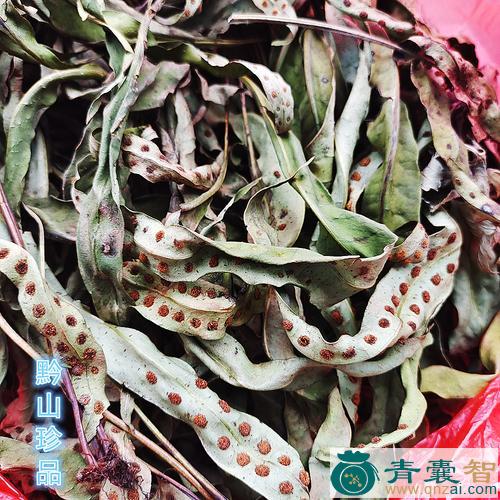 中药材黄瓦韦图片