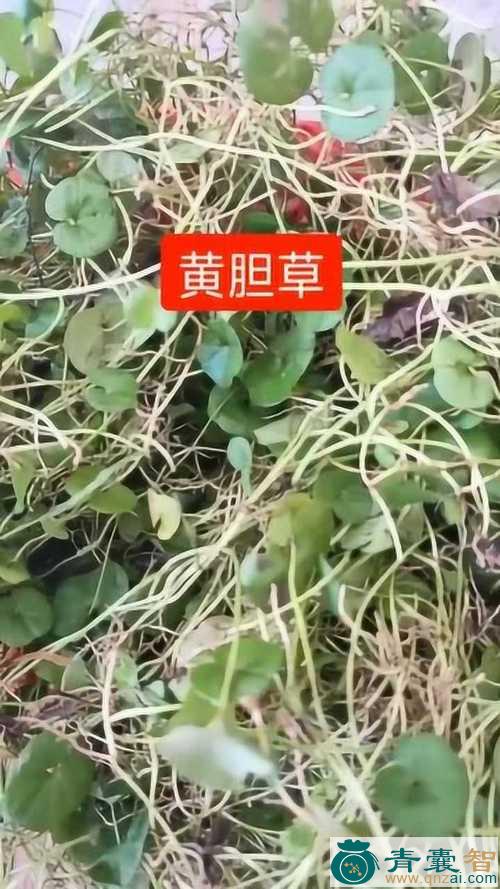 中药材黄疸草图片