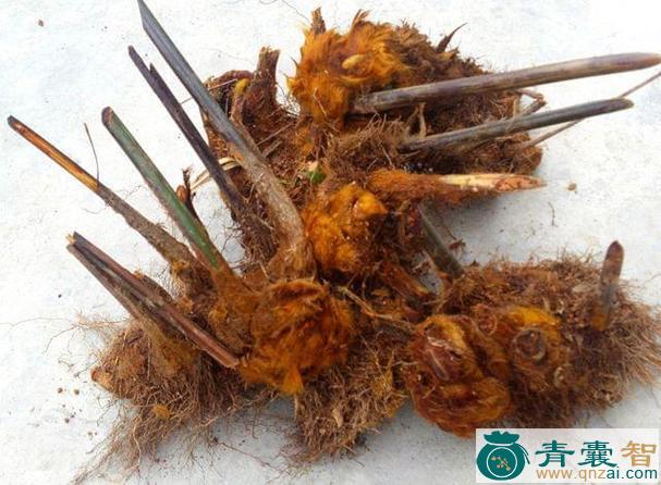 中药材黄皮狗圞图片