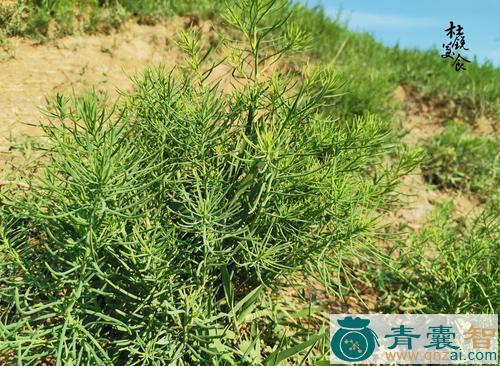 黄矮菜的性状性味归经以及功效用法和注意事项-青囊智