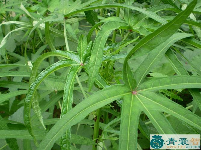 黄秋葵叶的性味归经以及功效用法-青囊智