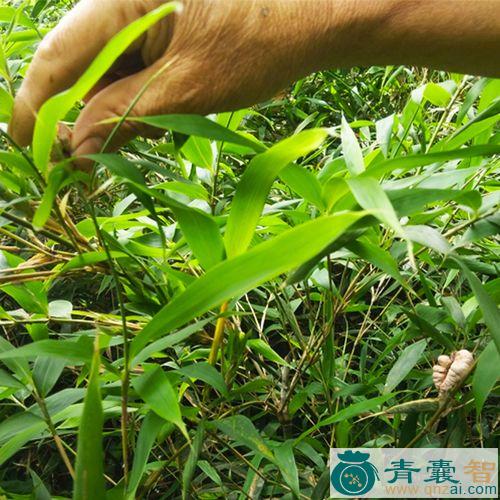 中药材黄竹参图片