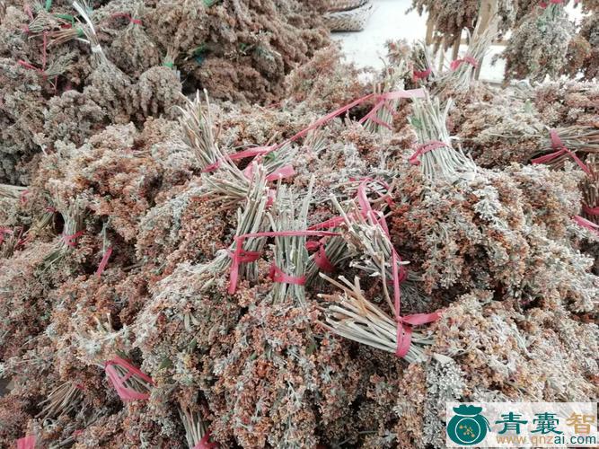 中药材黄米花图片
