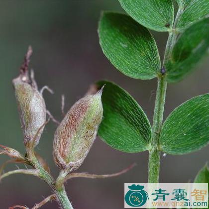 中药材黄耆茎叶图片