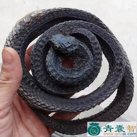 中药材黄肚龙图片