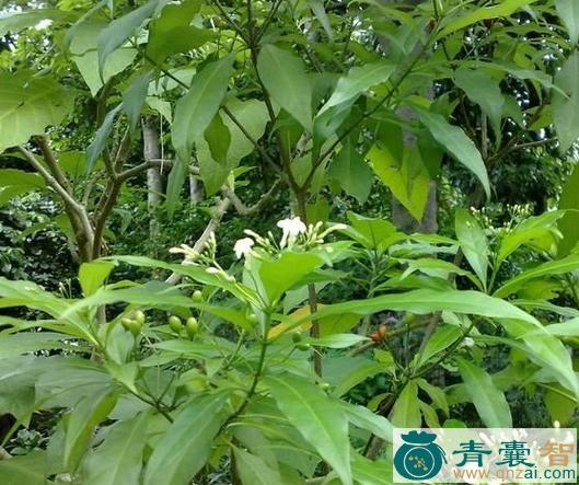 中药材黄胆木图片