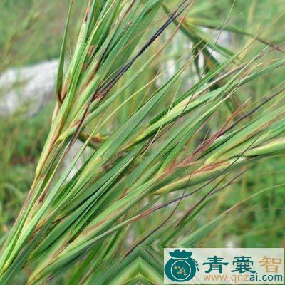 中药材黄背草图片