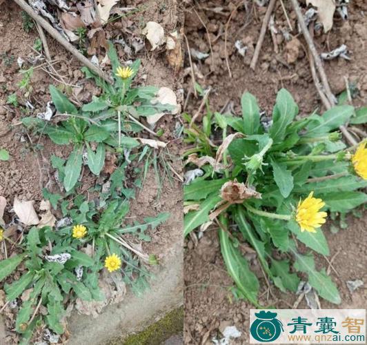 中药材黄背草苗图片
