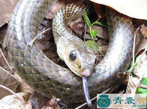 中药材黄脊蛇图片