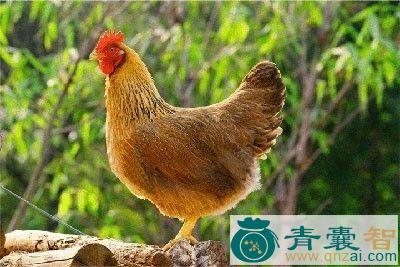 中药材黄脚鸡图片