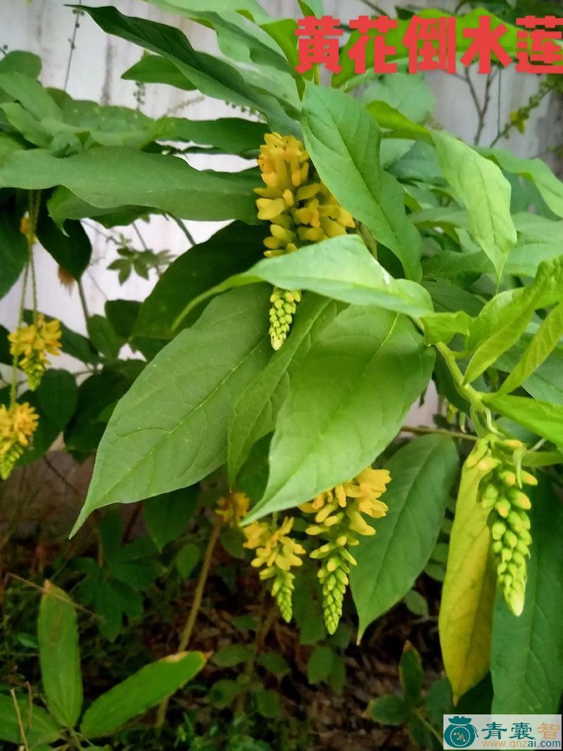 中药材黄花倒水莲图片